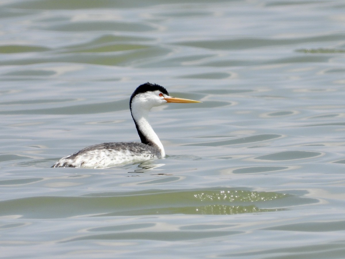 Grèbe à face blanche - ML644046311