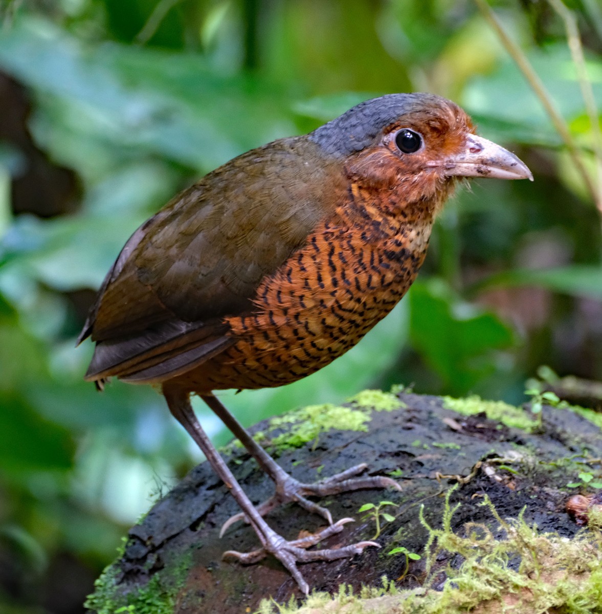Giant Antpitta - ML644046314