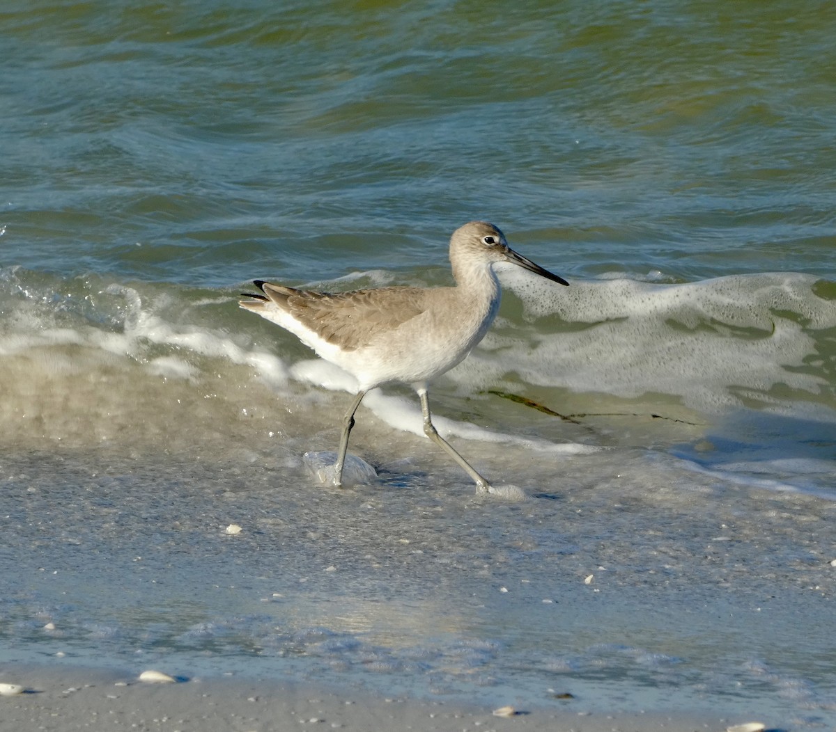 Willet - ML644046319