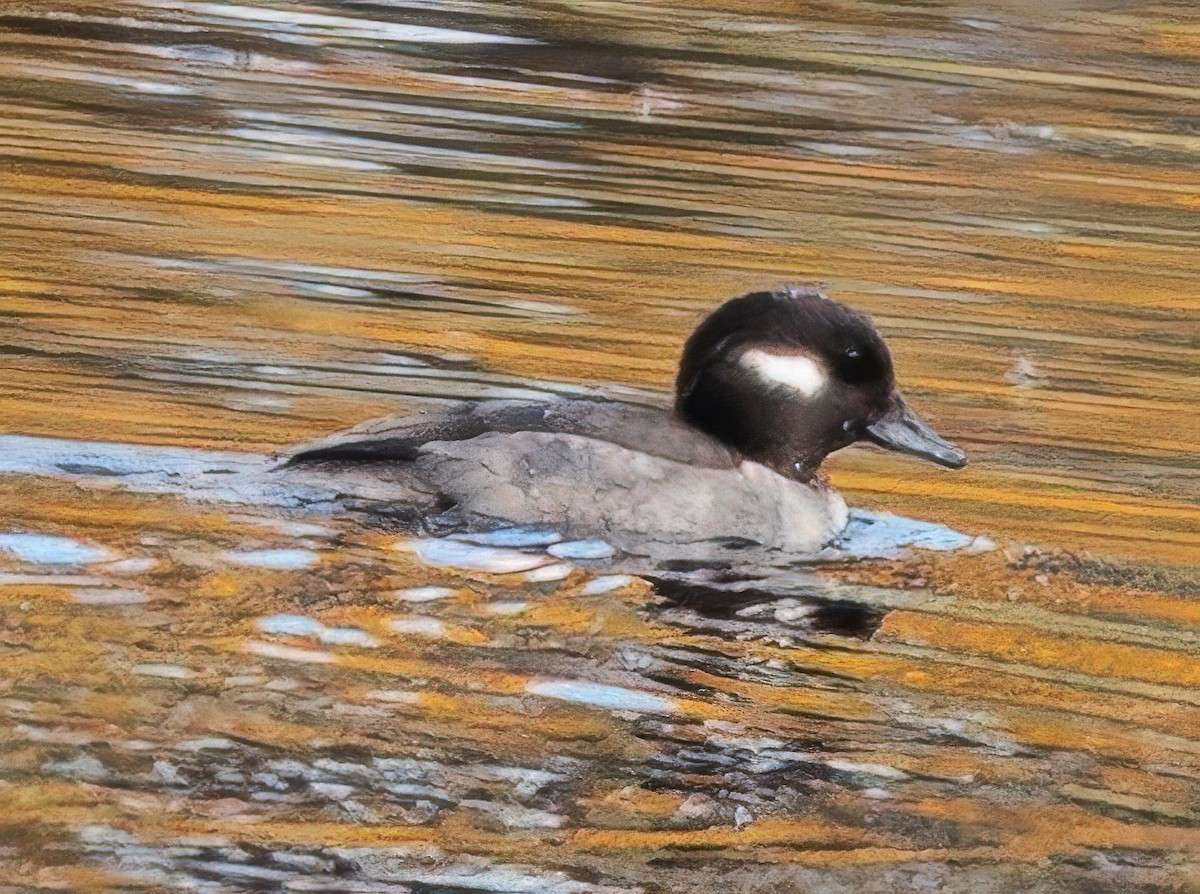 Bufflehead - ML644046321