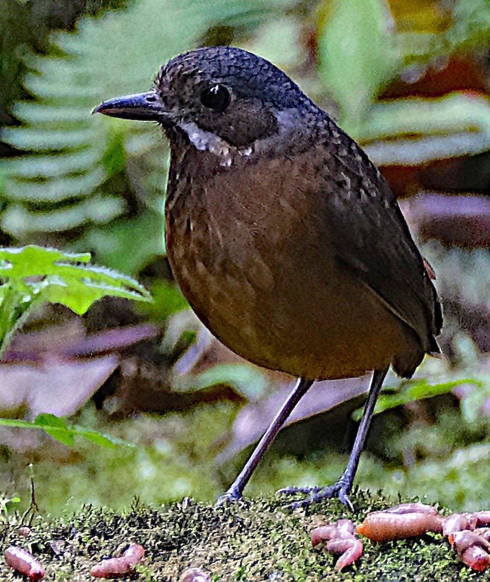 Moustached Antpitta - ML644046322