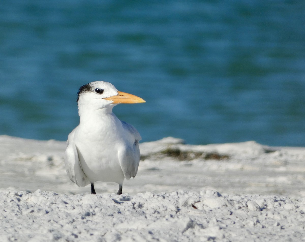 Royal Tern - ML644046364