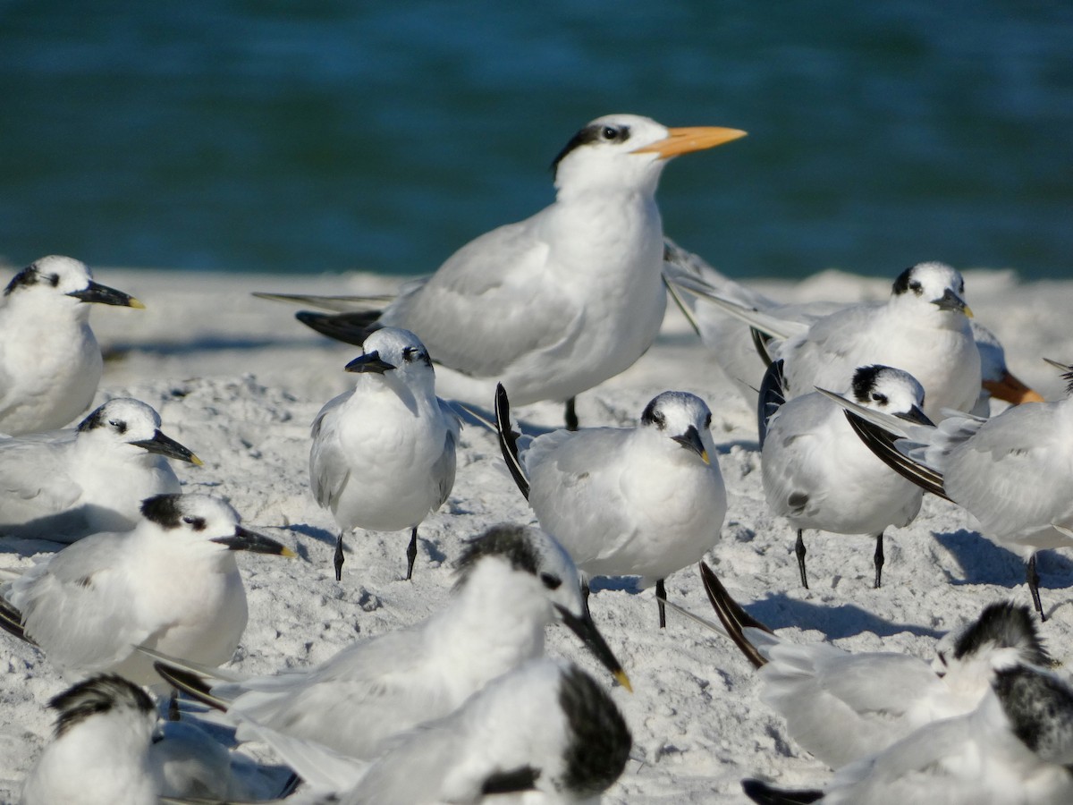 Royal Tern - ML644046365
