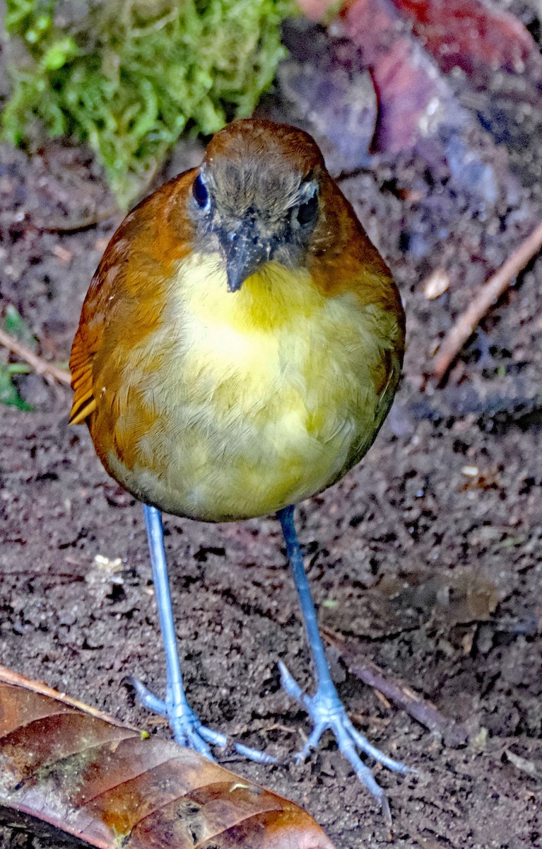 Yellow-breasted Antpitta - ML644046367