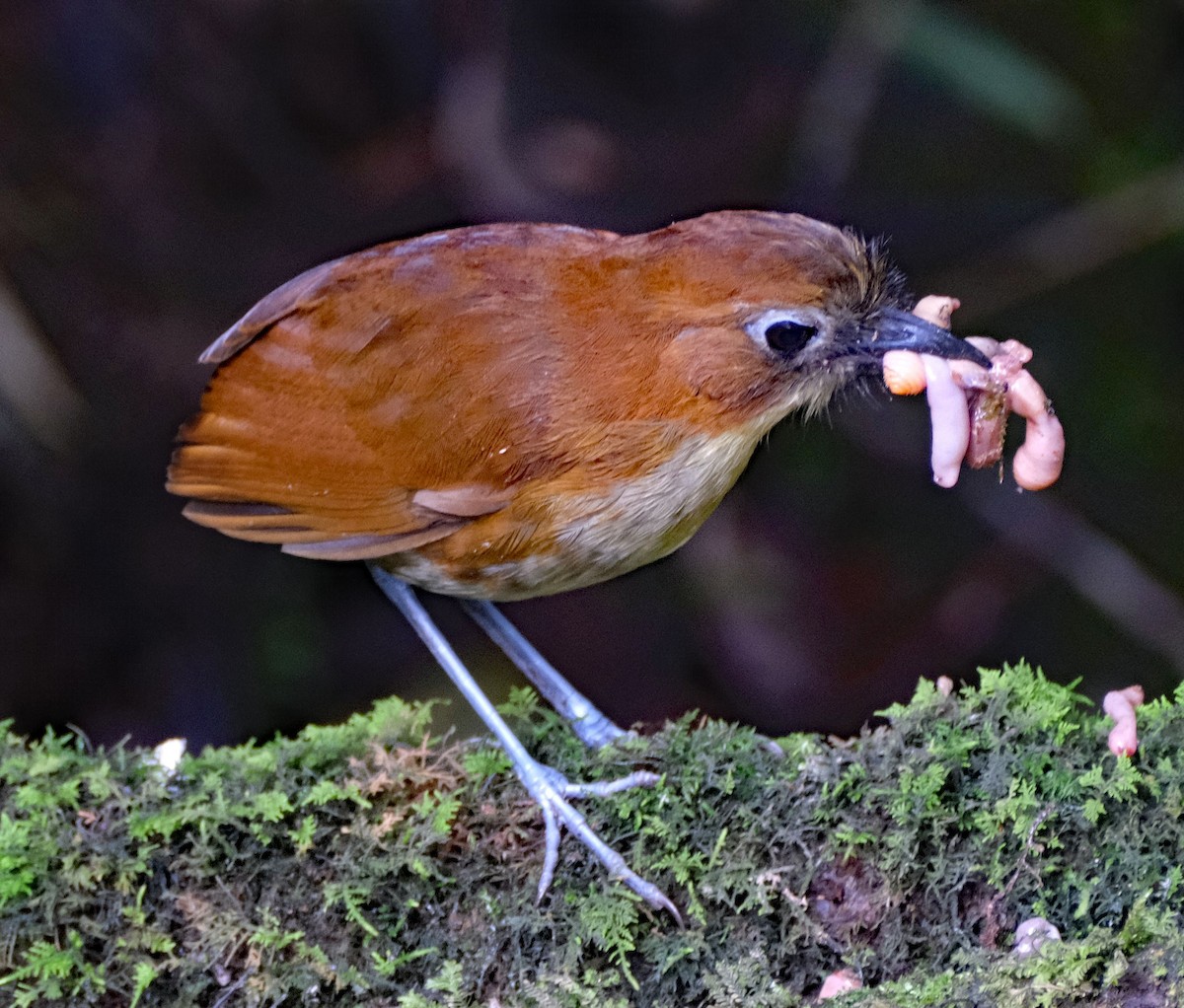 Yellow-breasted Antpitta - ML644046368