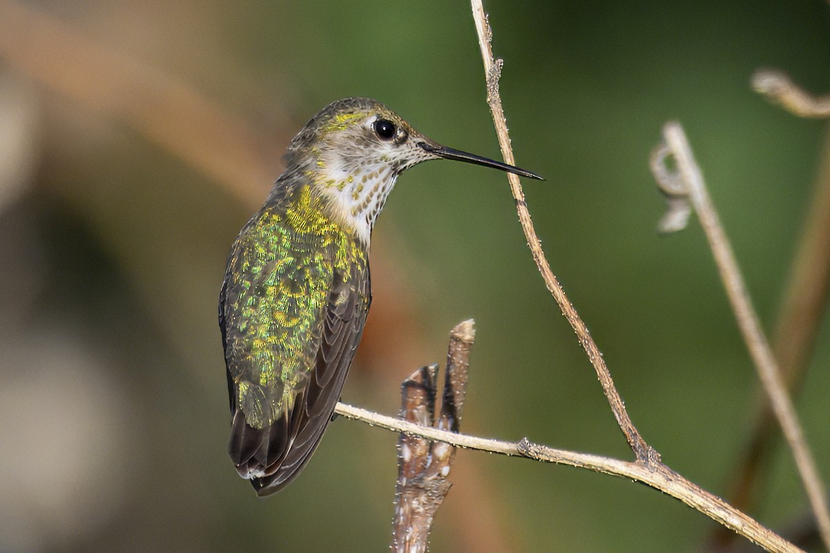 Calliope Hummingbird - ML644046372