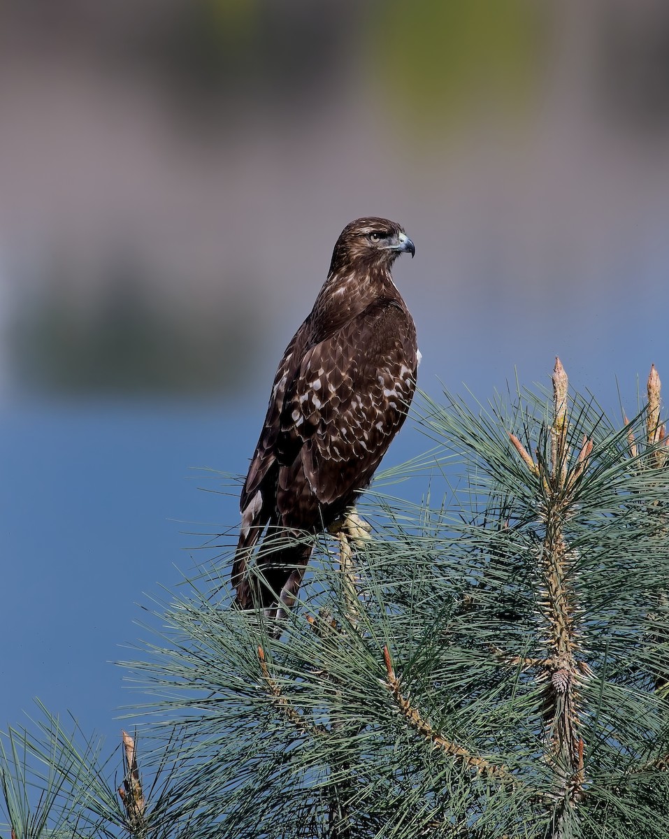 Red-tailed Hawk - ML644046374