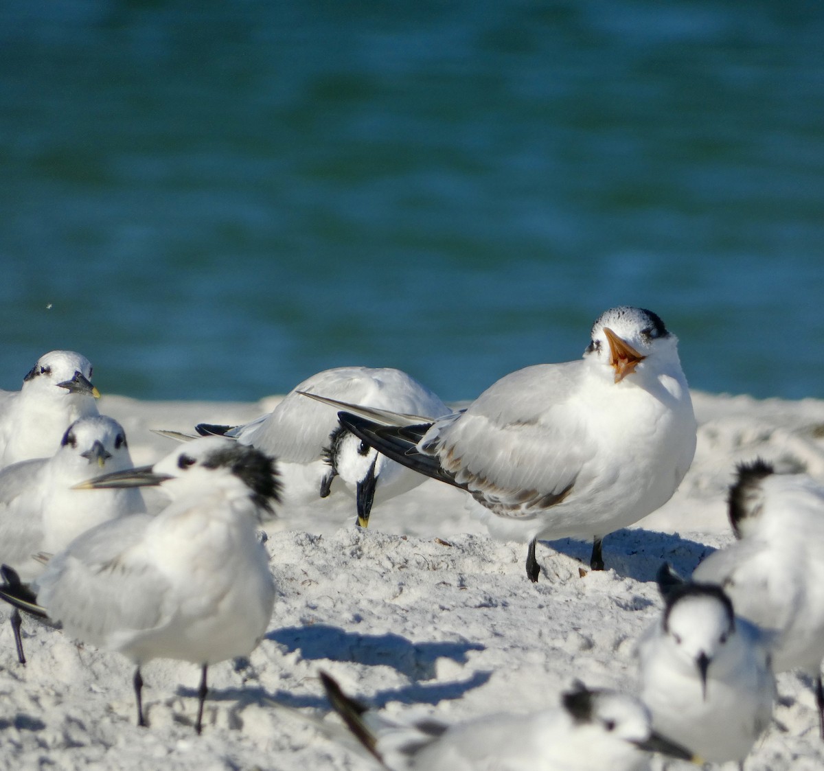 Royal Tern - ML644046376