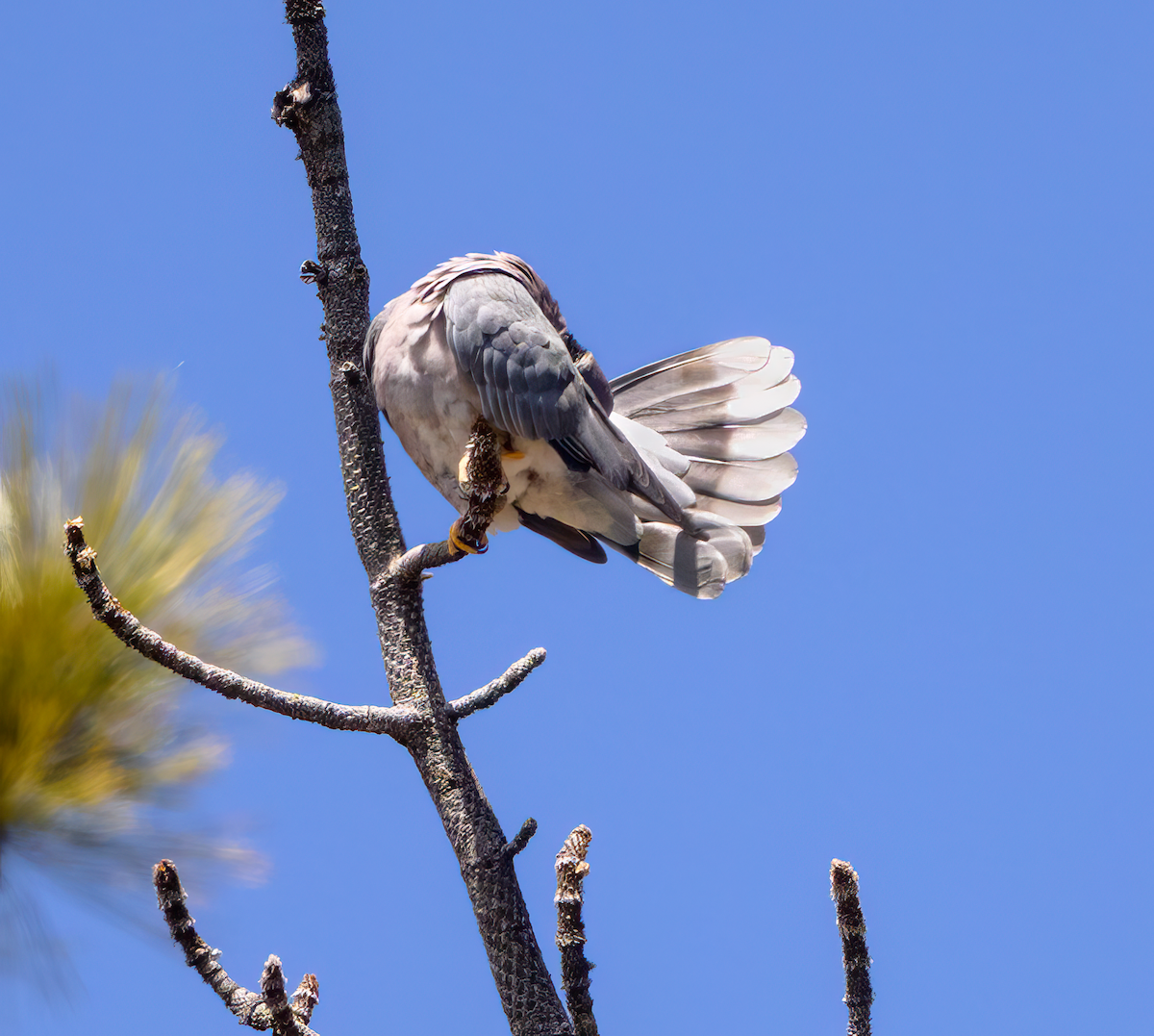 Band-tailed Pigeon - ML644046391