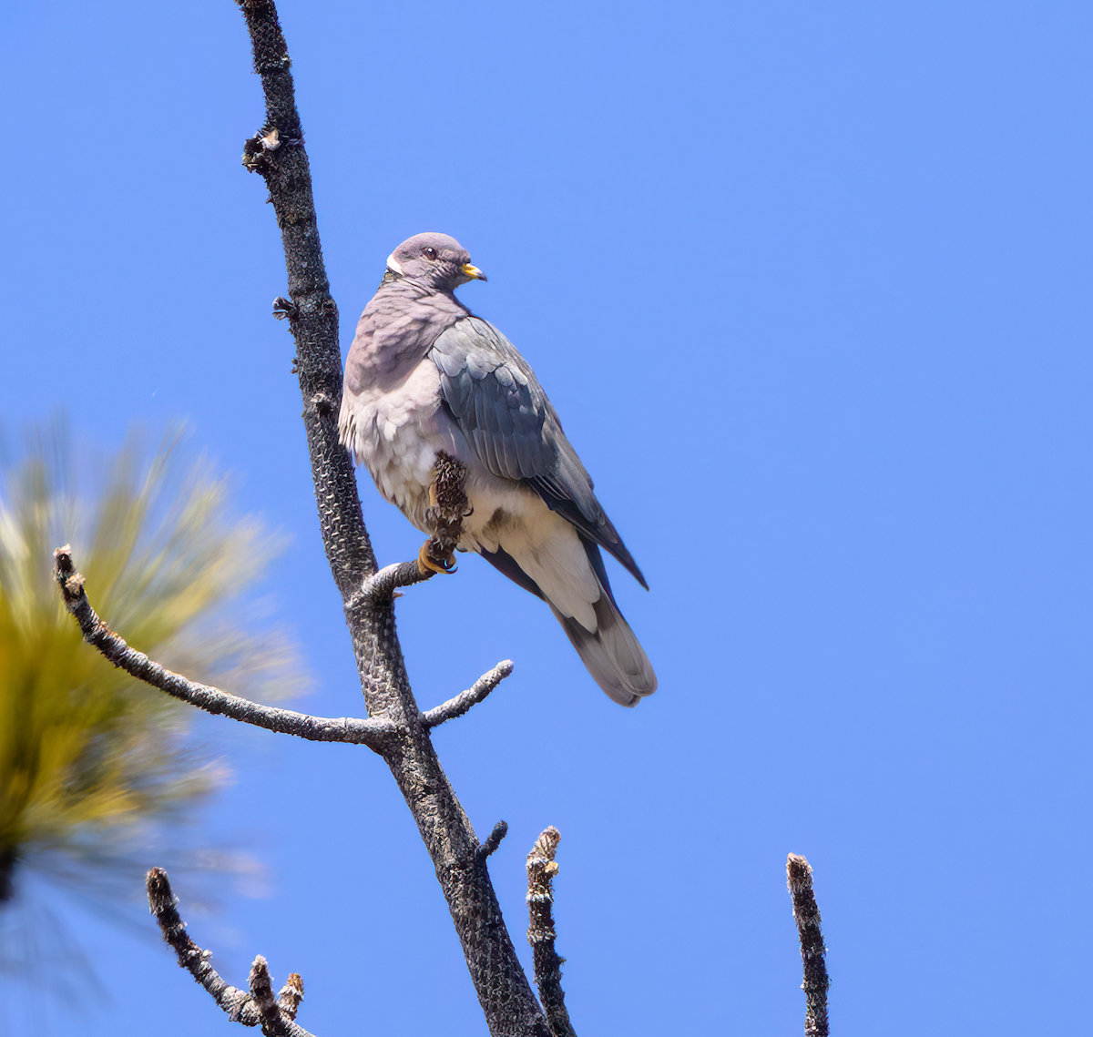 Band-tailed Pigeon - ML644046392