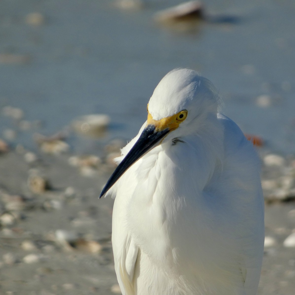 Snowy Egret - ML644046394