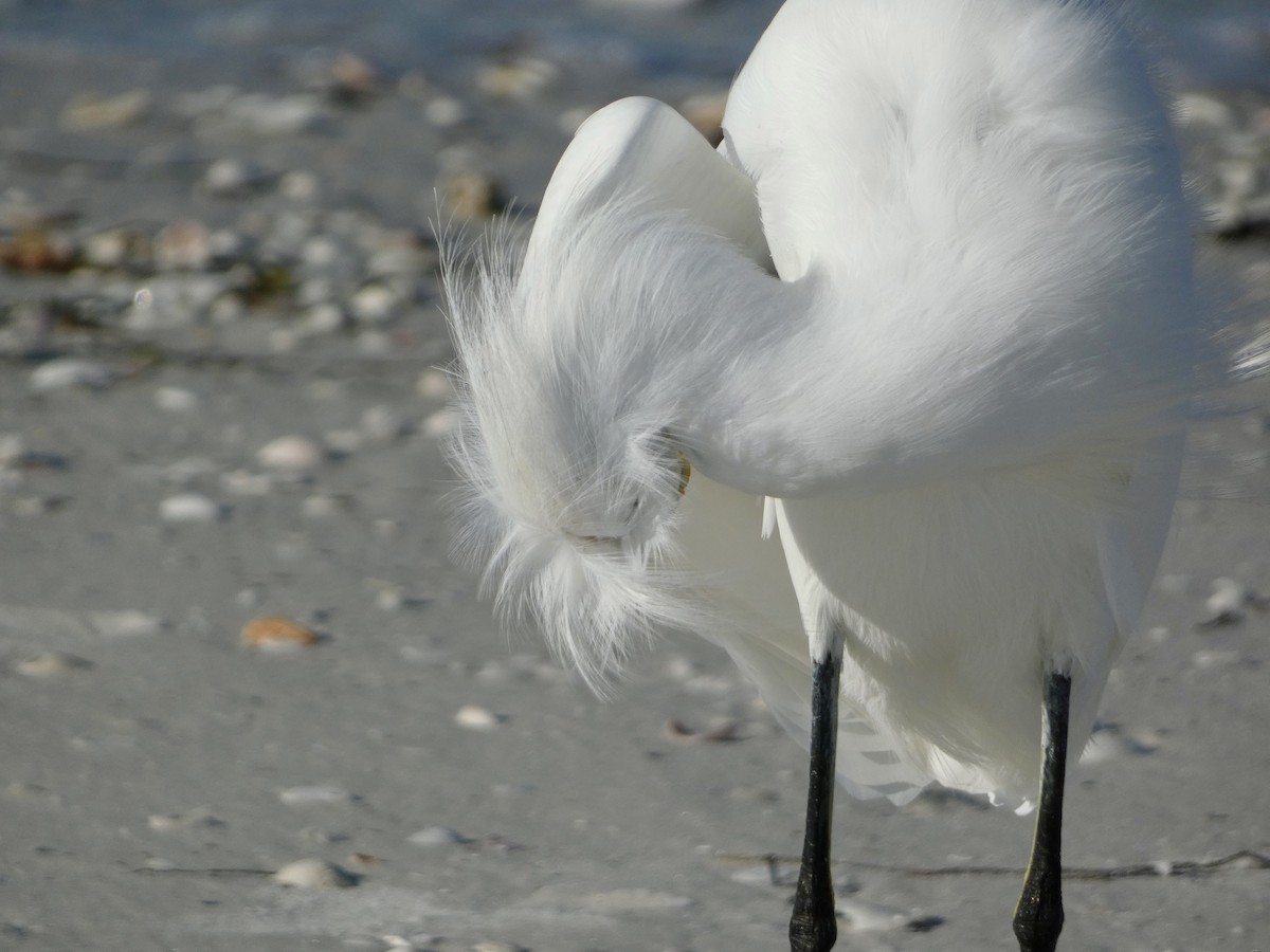 Snowy Egret - ML644046395