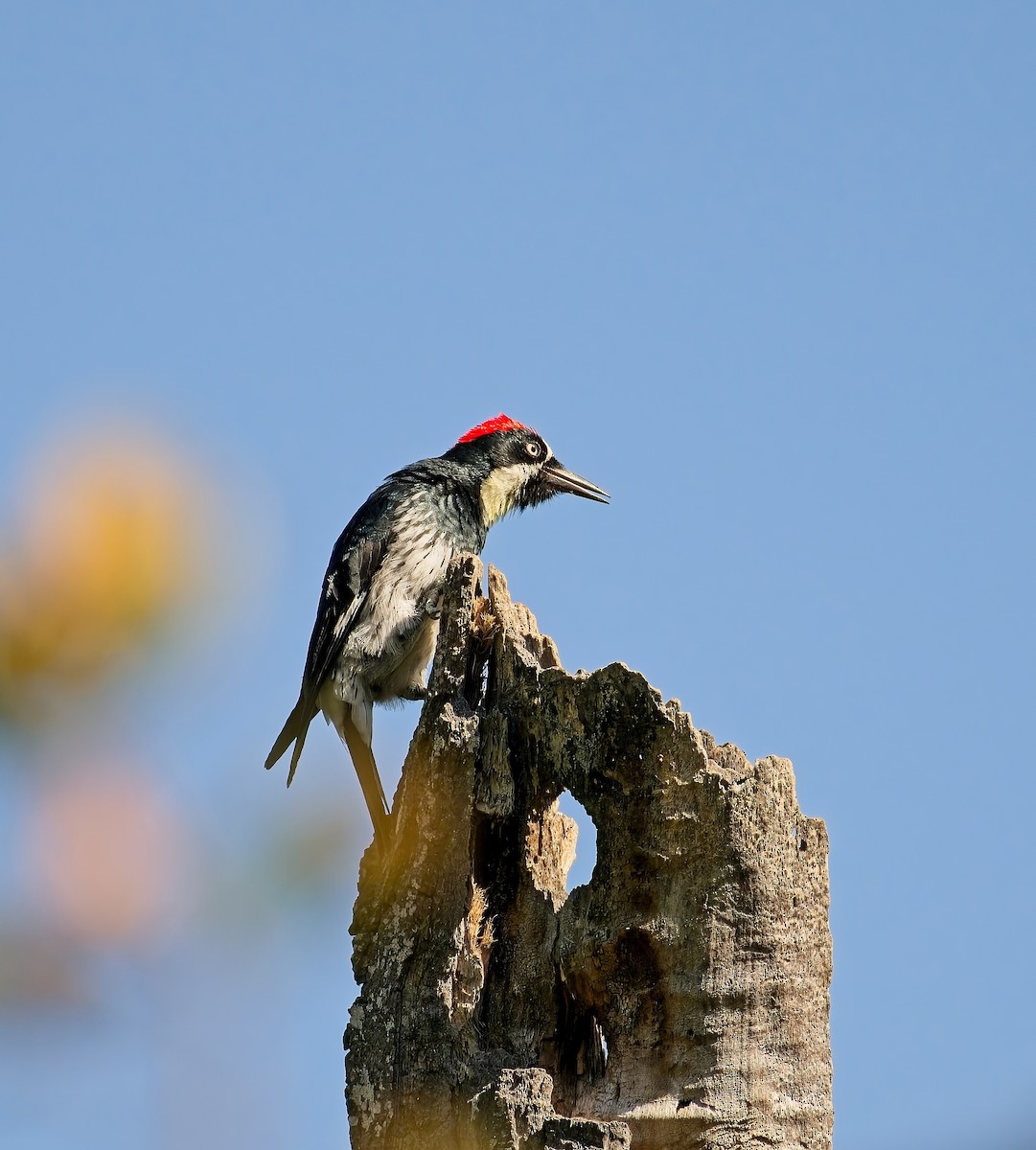 Acorn Woodpecker - ML644046396
