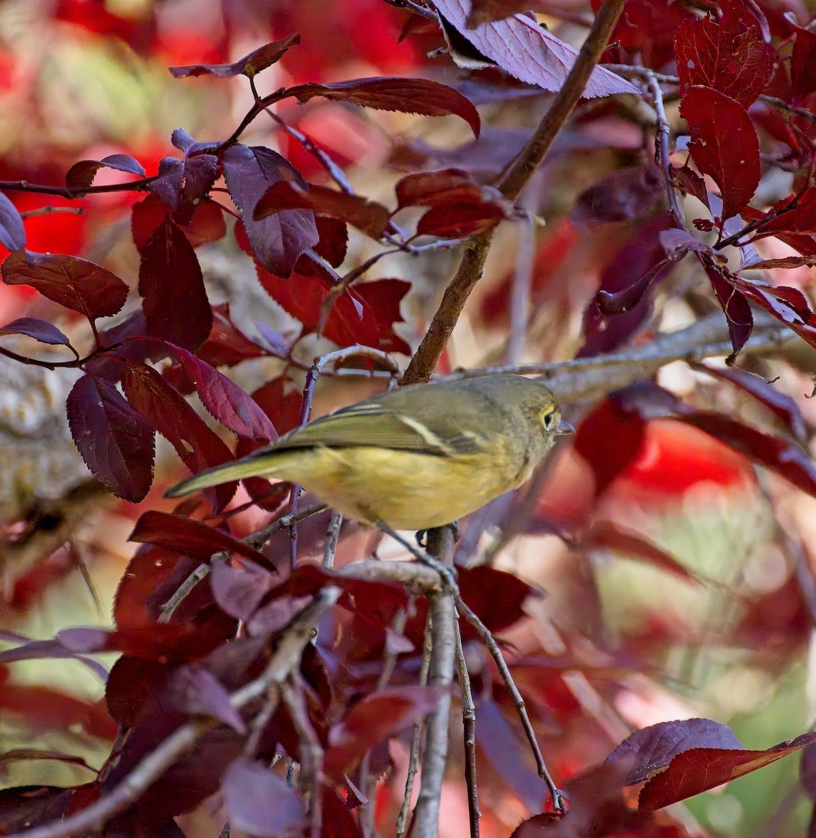 Hutton's Vireo - ML644046422