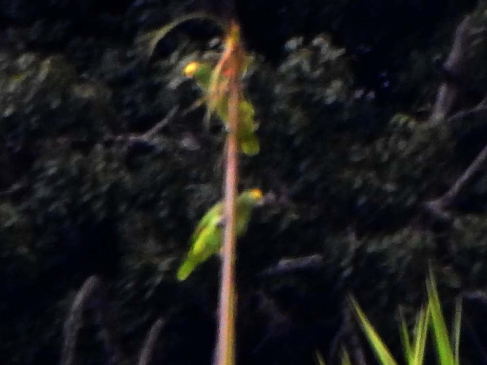 Yellow-crowned Amazon - ML644046458