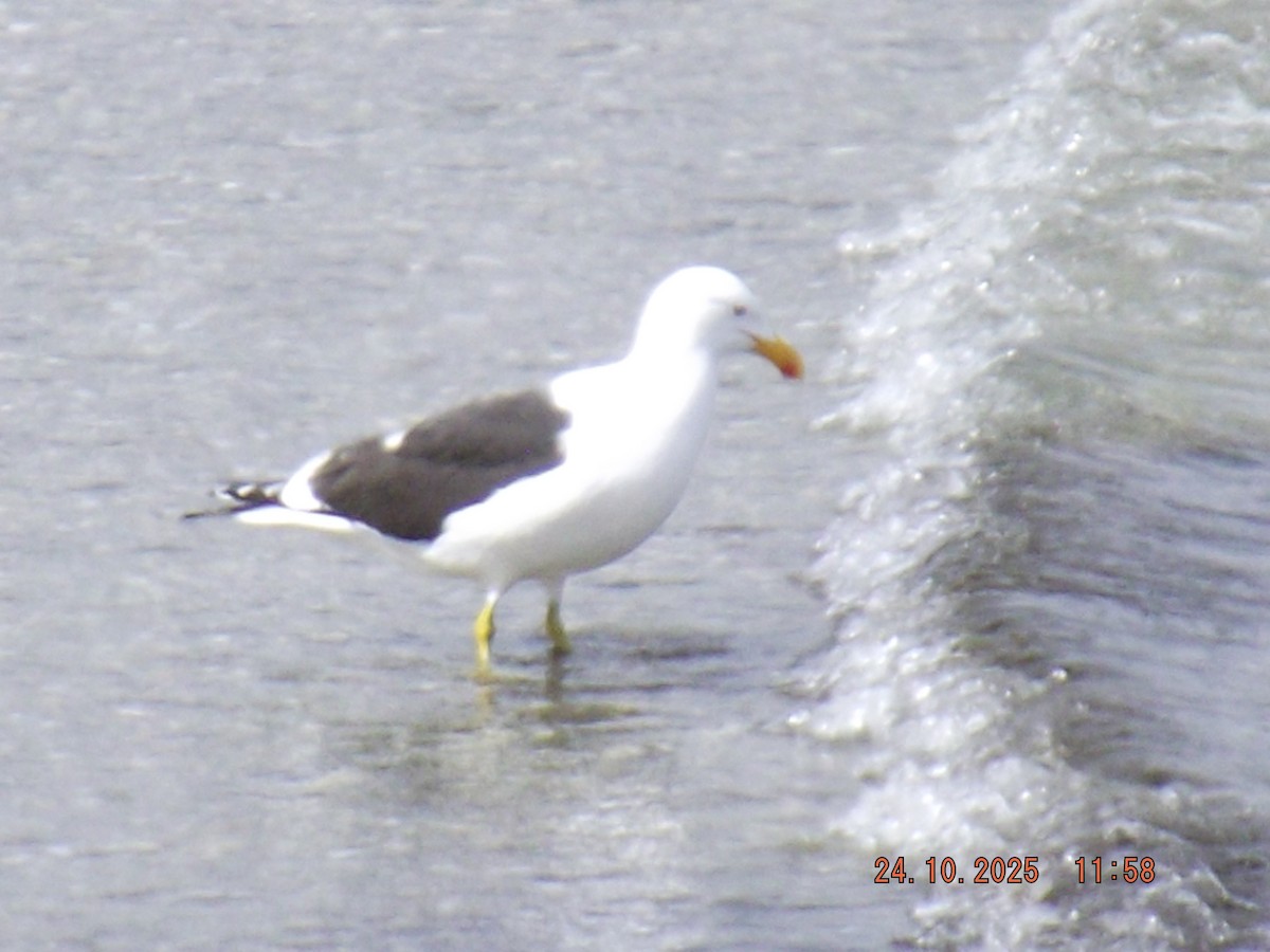 Kelp Gull - ML644046478