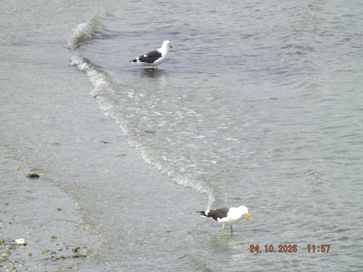 Kelp Gull - ML644046479
