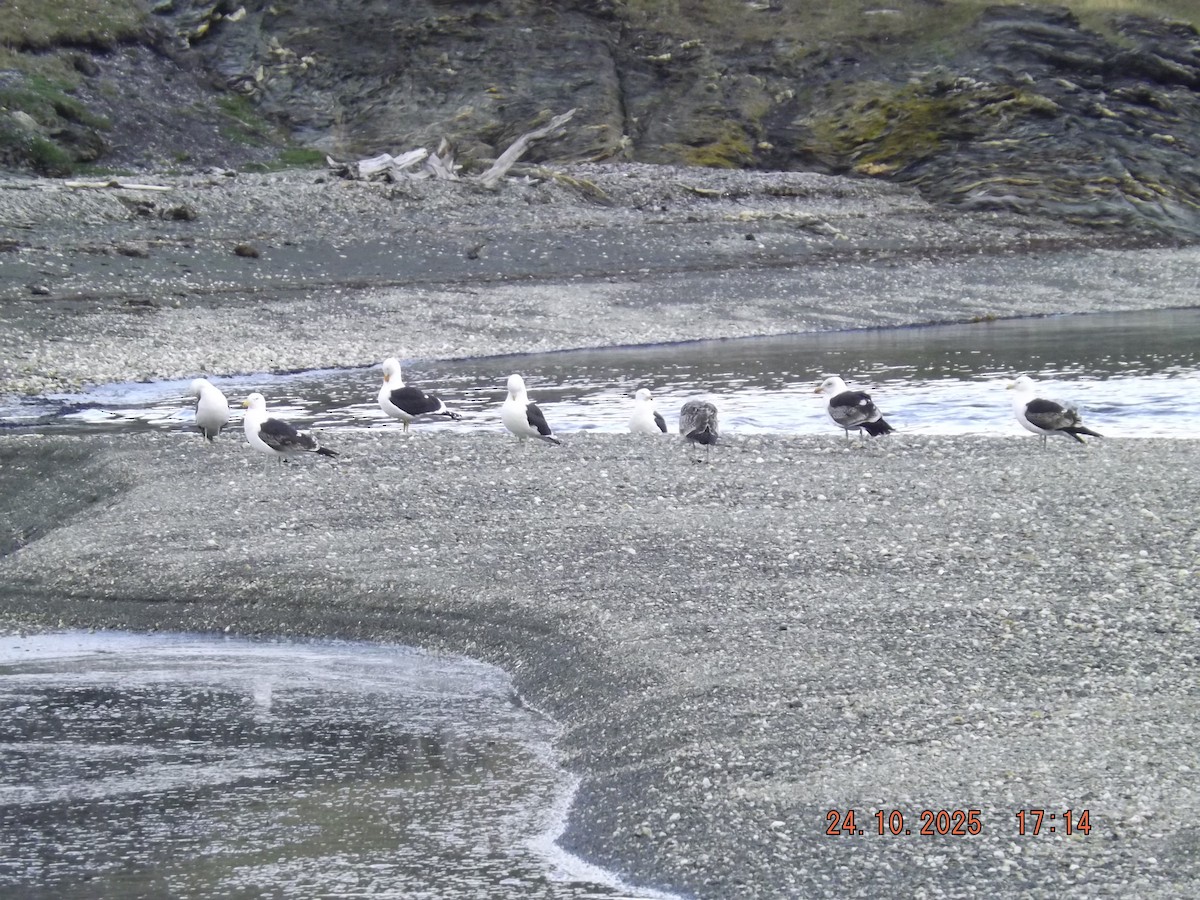 Kelp Gull - ML644046480