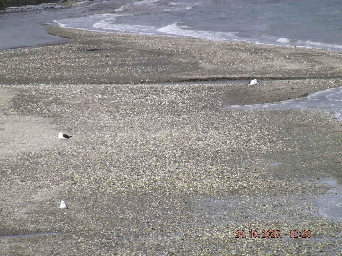 Kelp Gull - ML644046482
