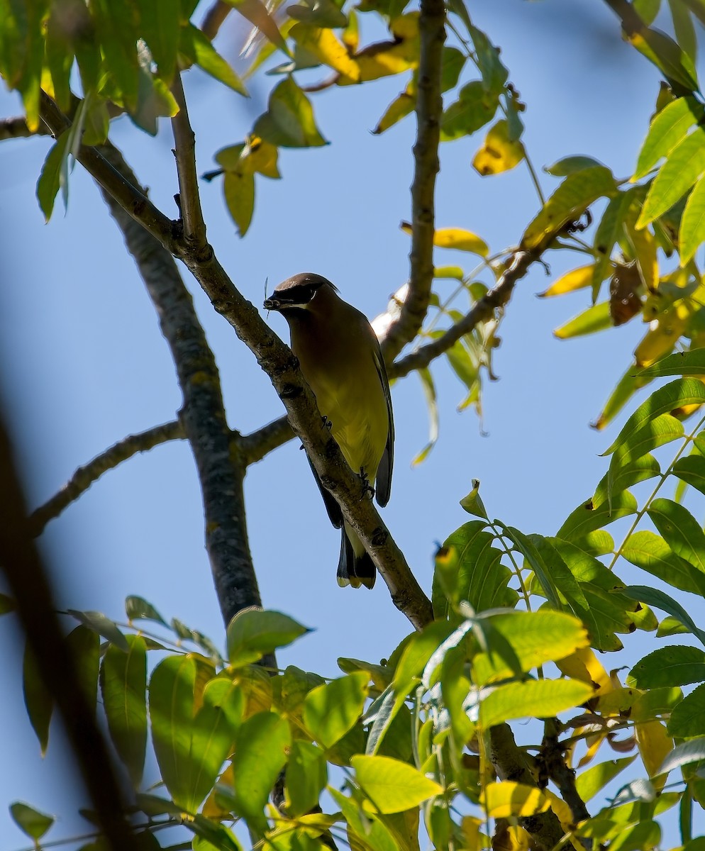 Cedar Waxwing - ML644046518