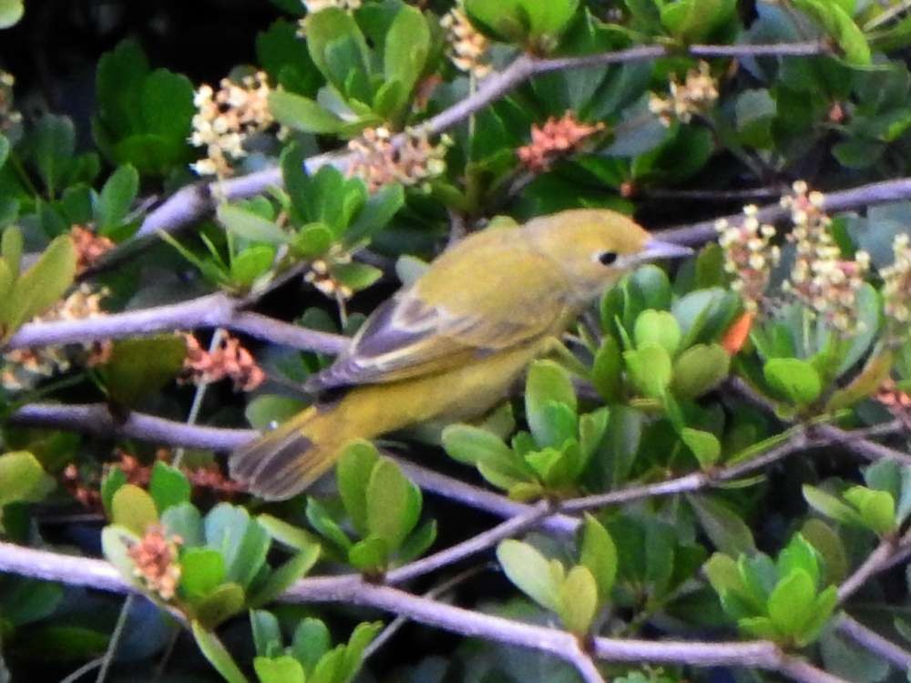 Goldwaldsänger - ML644046521