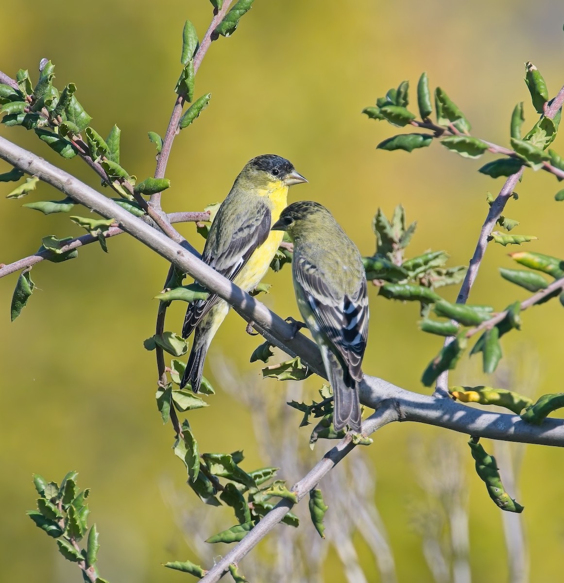 Lesser Goldfinch - ML644046538