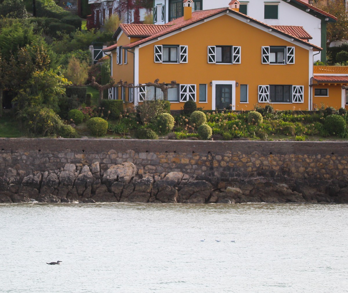 Alcatraz Atlántico - ML644046545