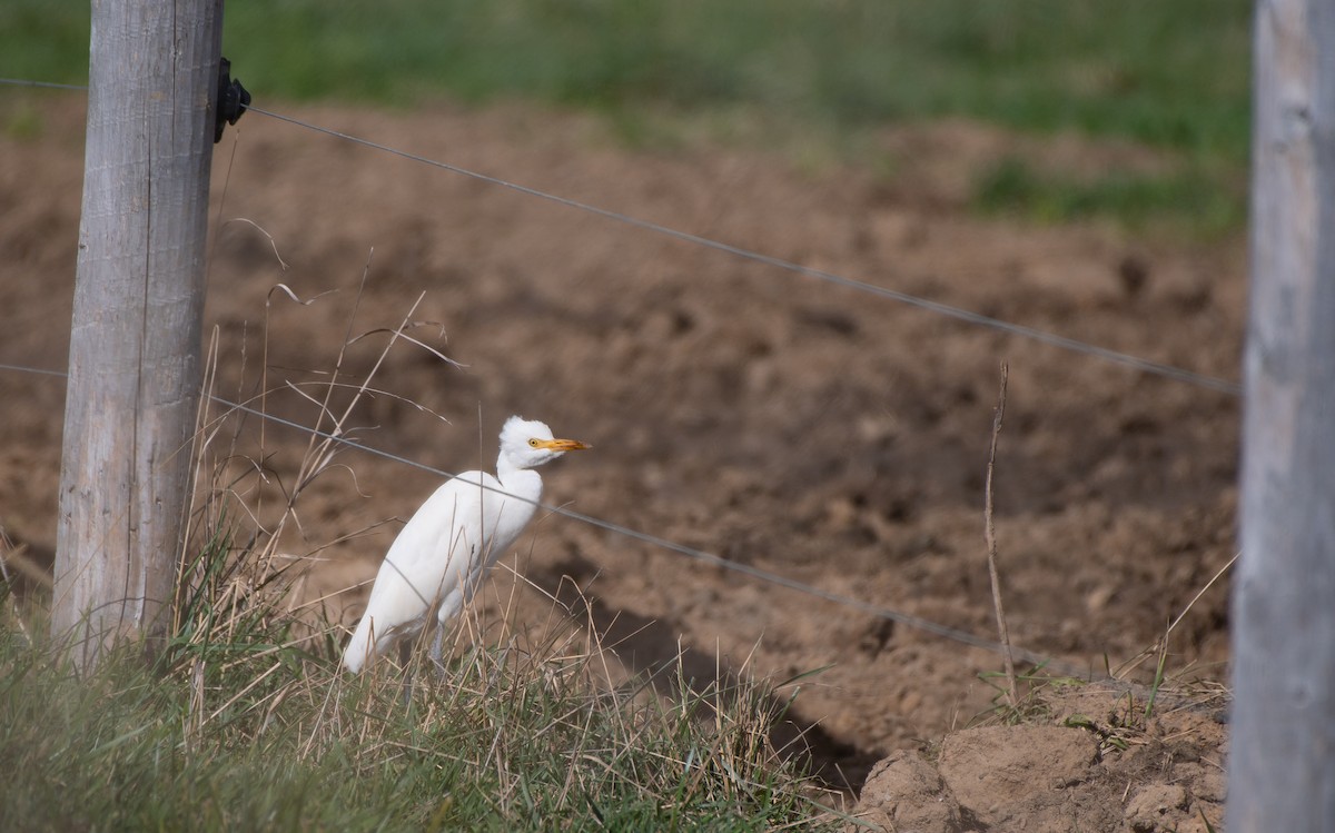 Western Cattle-Egret - ML644046561