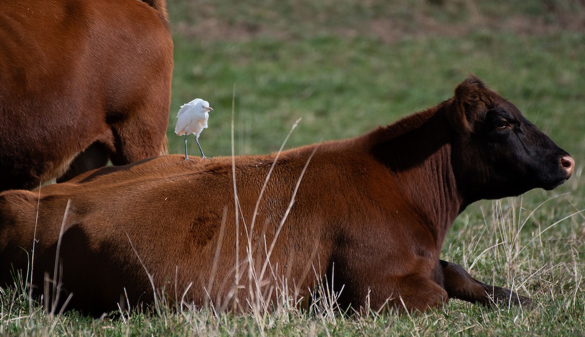 Western Cattle-Egret - ML644046568