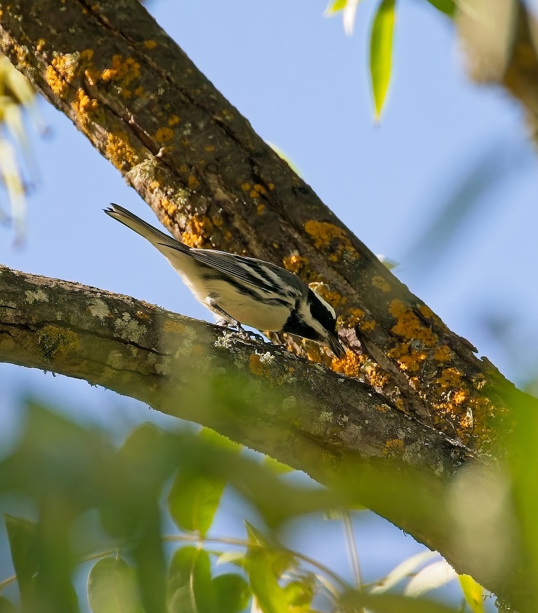 Black-throated Gray Warbler - ML644046569