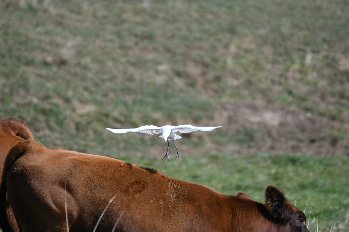 Western Cattle-Egret - ML644046577