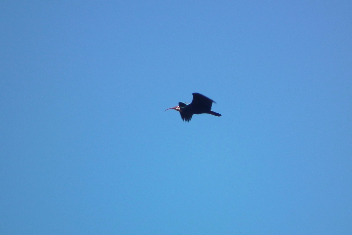 Southern Bald Ibis - ML644046578
