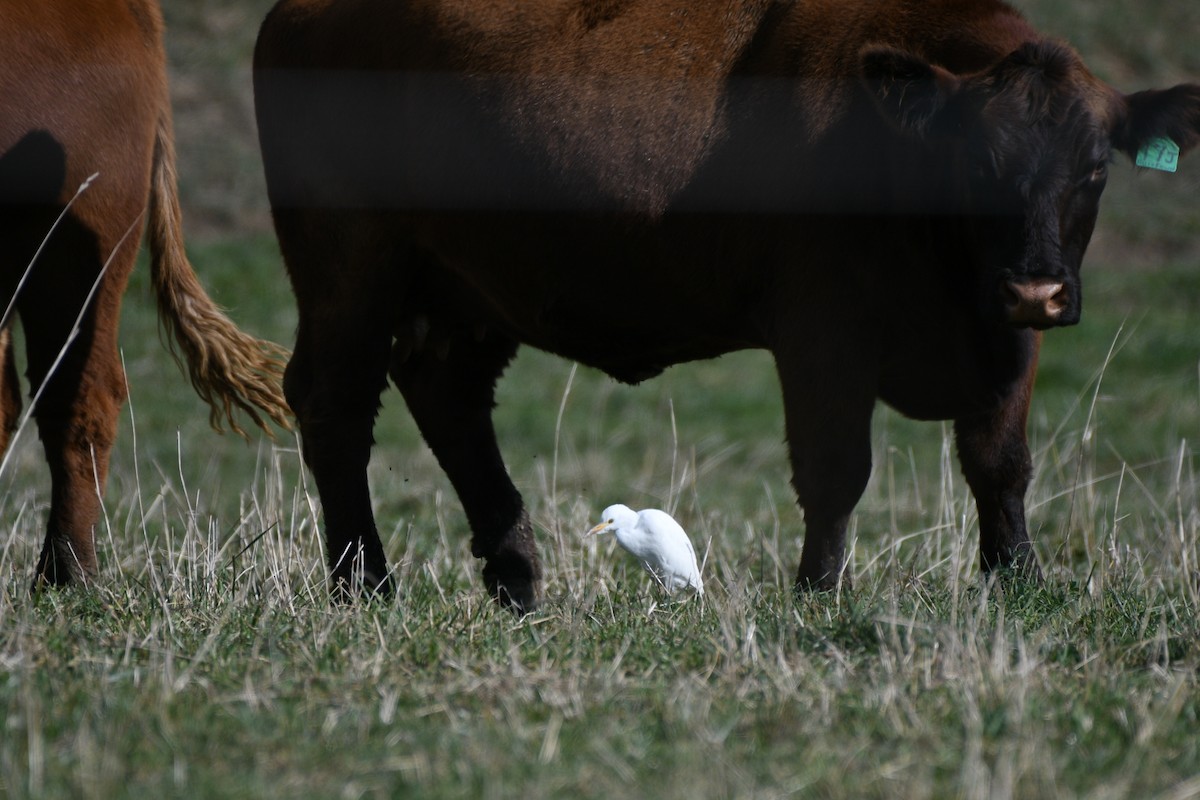 Western Cattle-Egret - ML644046580