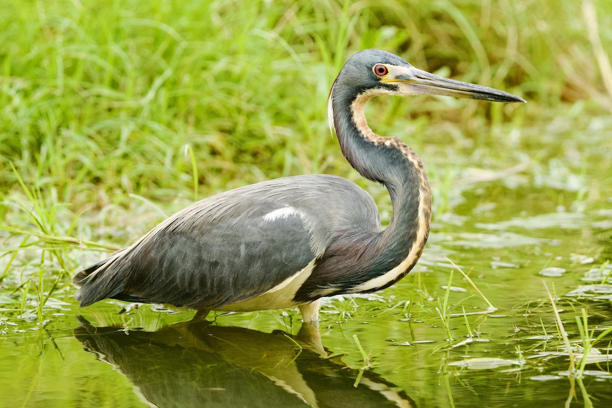 Tricolored Heron - ML644046608