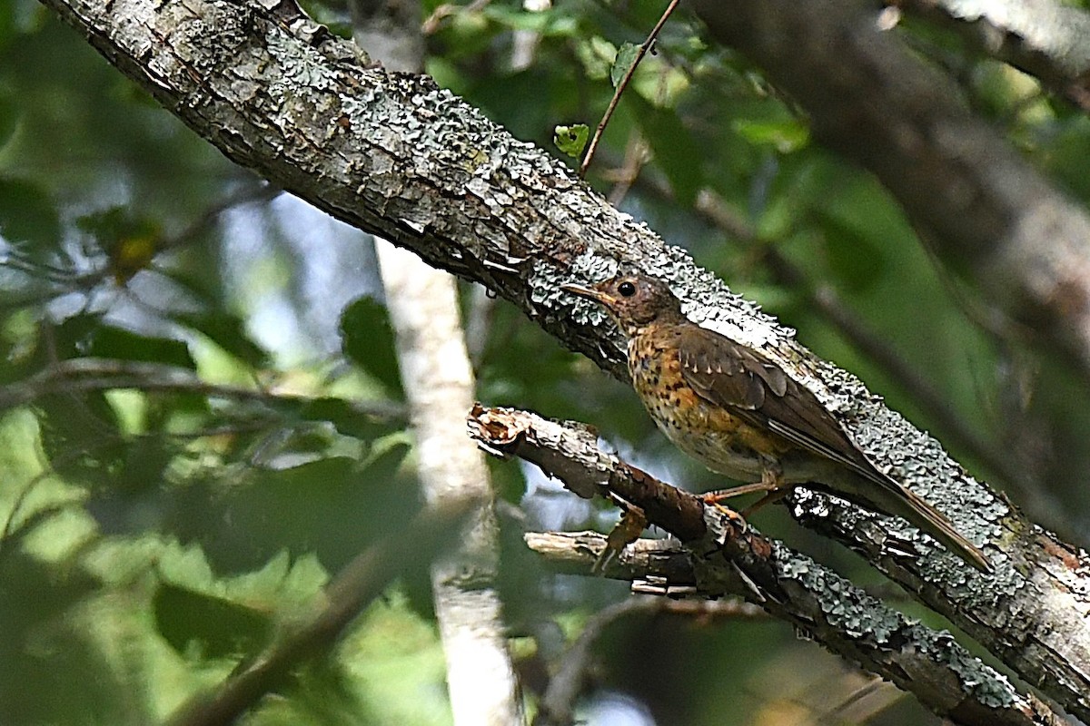 brunhodetrost - ML644046609