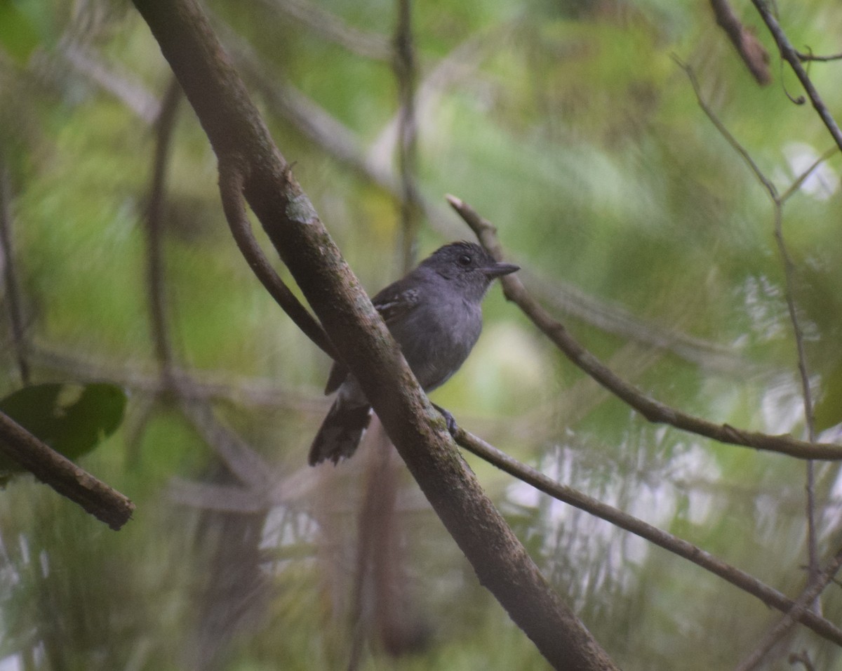 Variable Antshrike - ML644046613