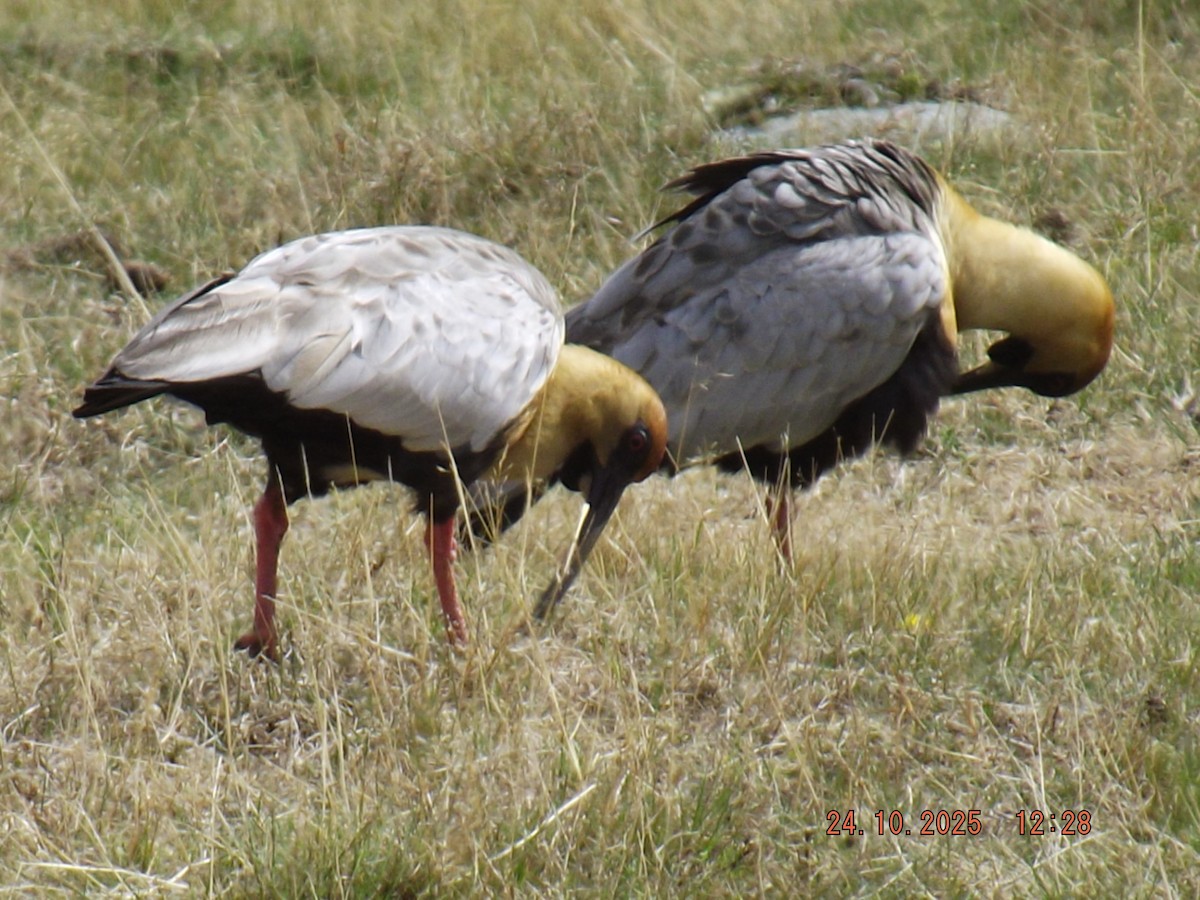 ibis laločnatý - ML644046624