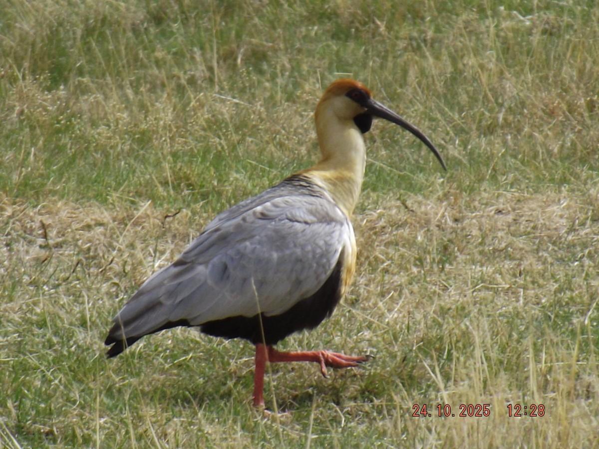 ibis laločnatý - ML644046625