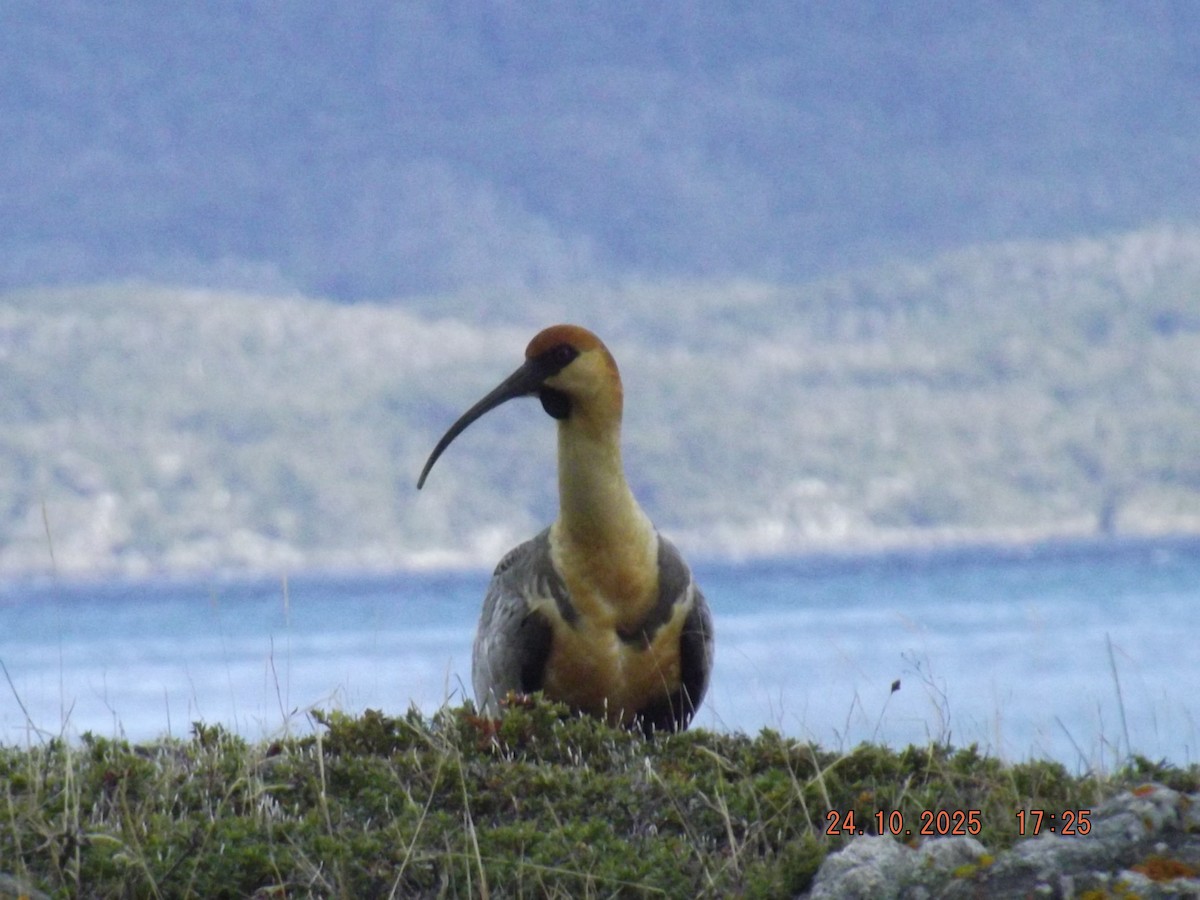 ibis laločnatý - ML644046627