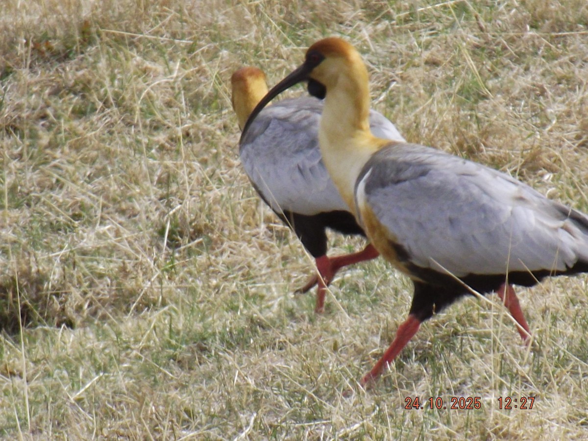 ibis laločnatý - ML644046628