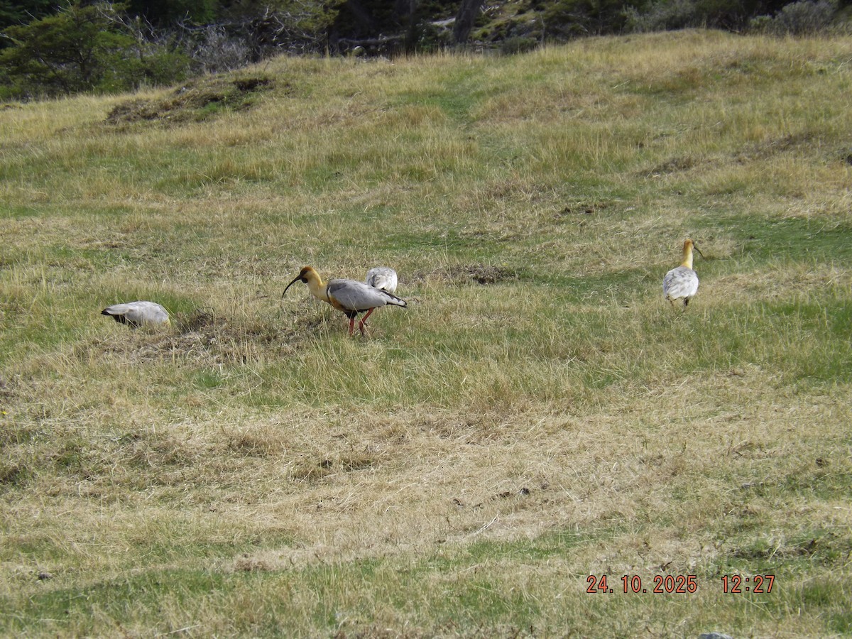 ibis laločnatý - ML644046630