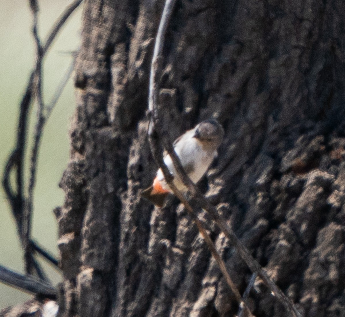 Mistletoebird - ML644046640