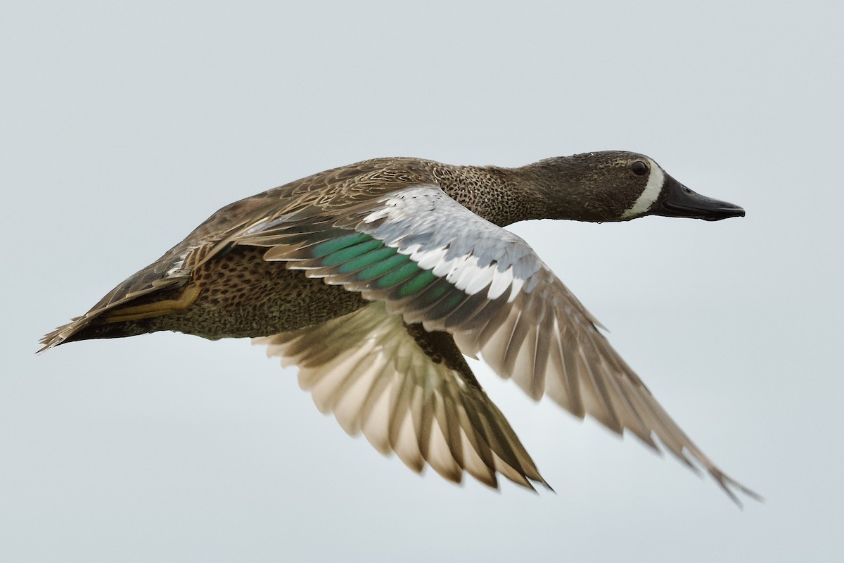 Blue-winged Teal - ML644046643