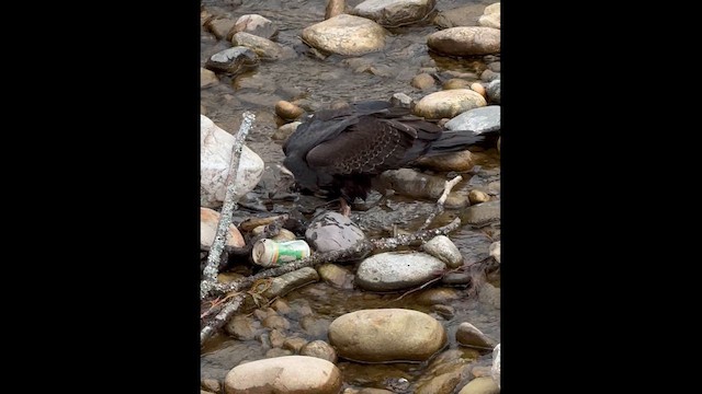 Turkey Vulture - ML644046660