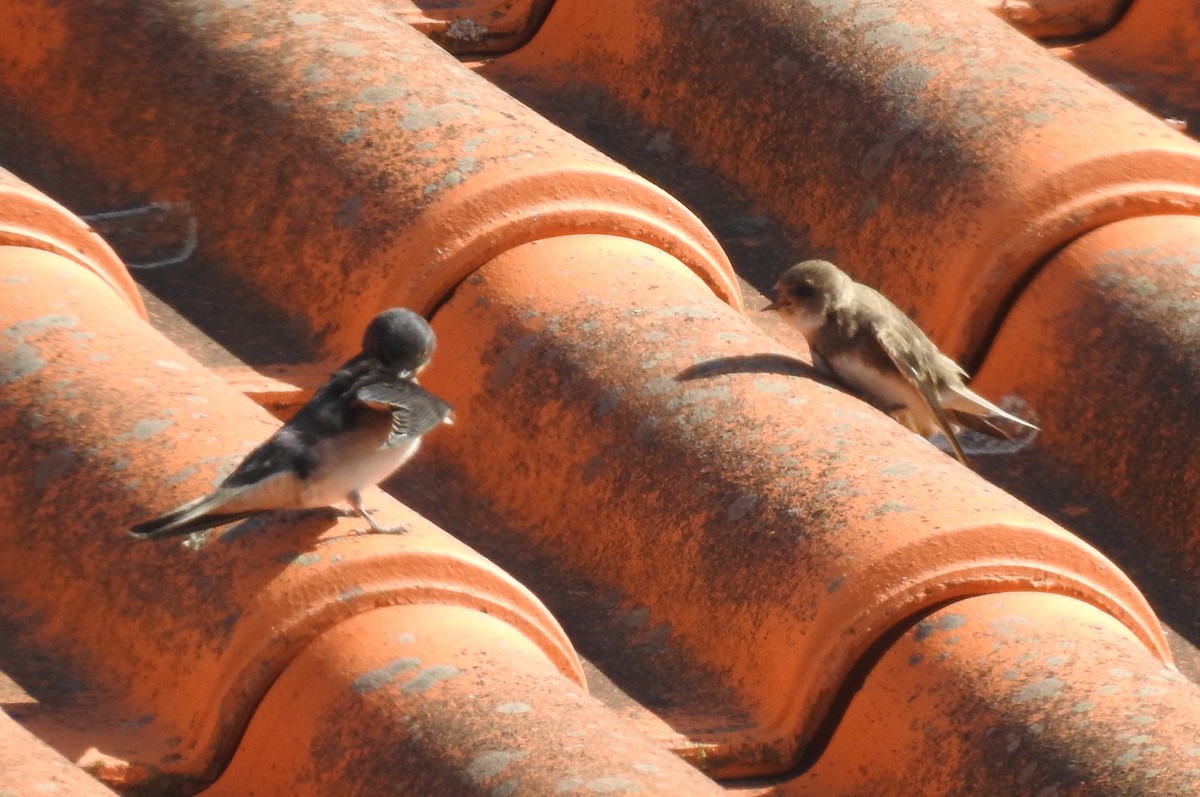 Bank Swallow - ML644046662