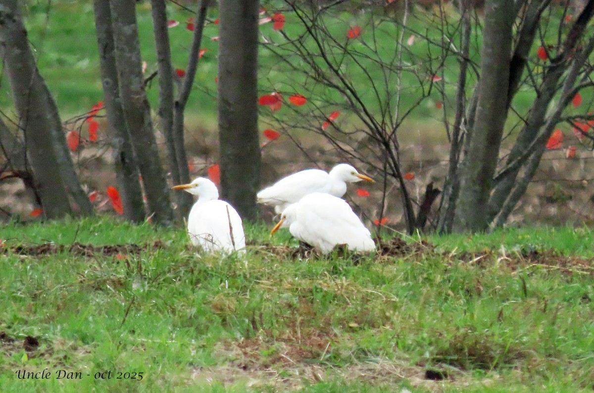 Western Cattle-Egret - ML644046671