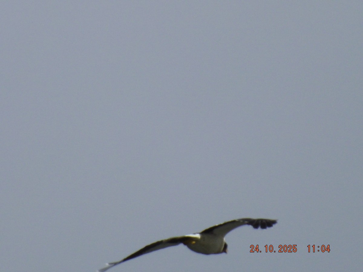 hvitbrystkarakara - ML644046675