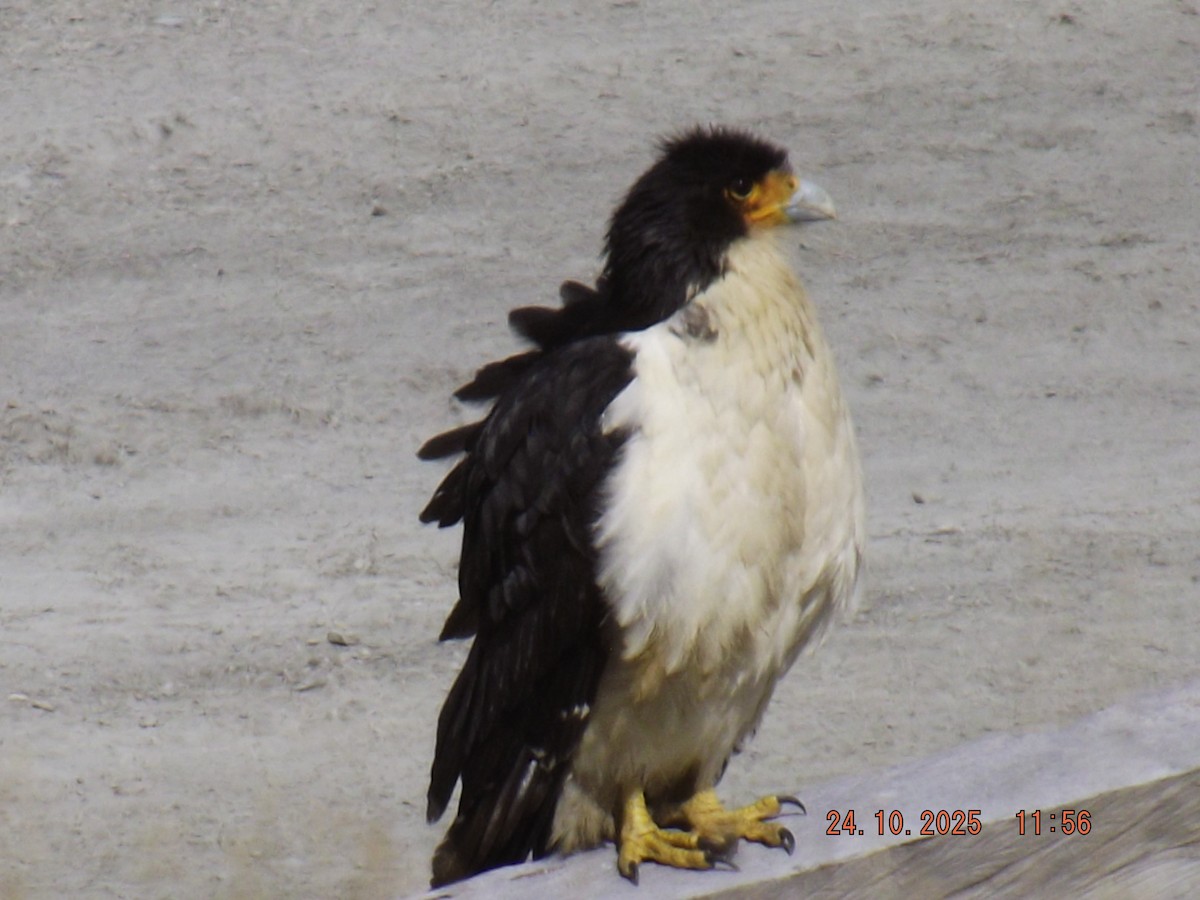 hvitbrystkarakara - ML644046676