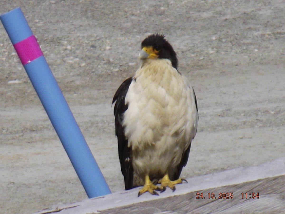 hvitbrystkarakara - ML644046677