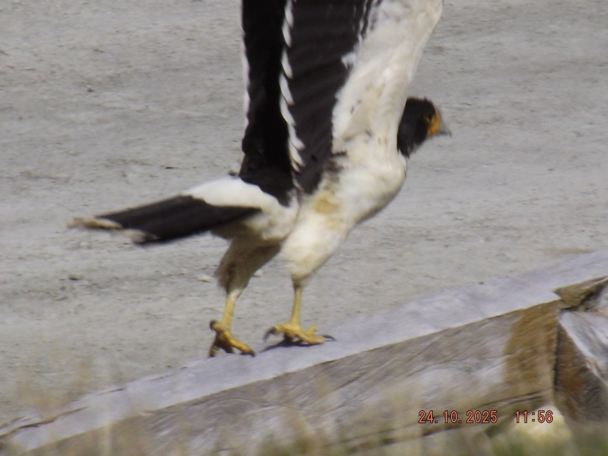 hvitbrystkarakara - ML644046678